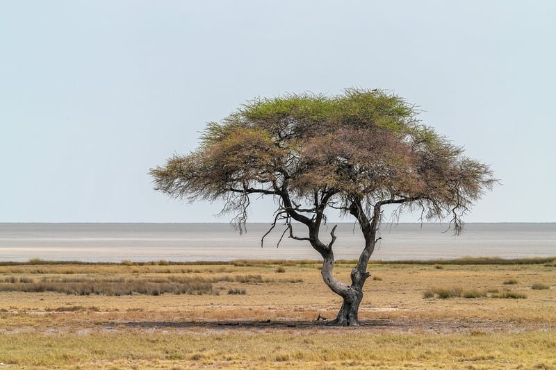 Pan-African Fusion